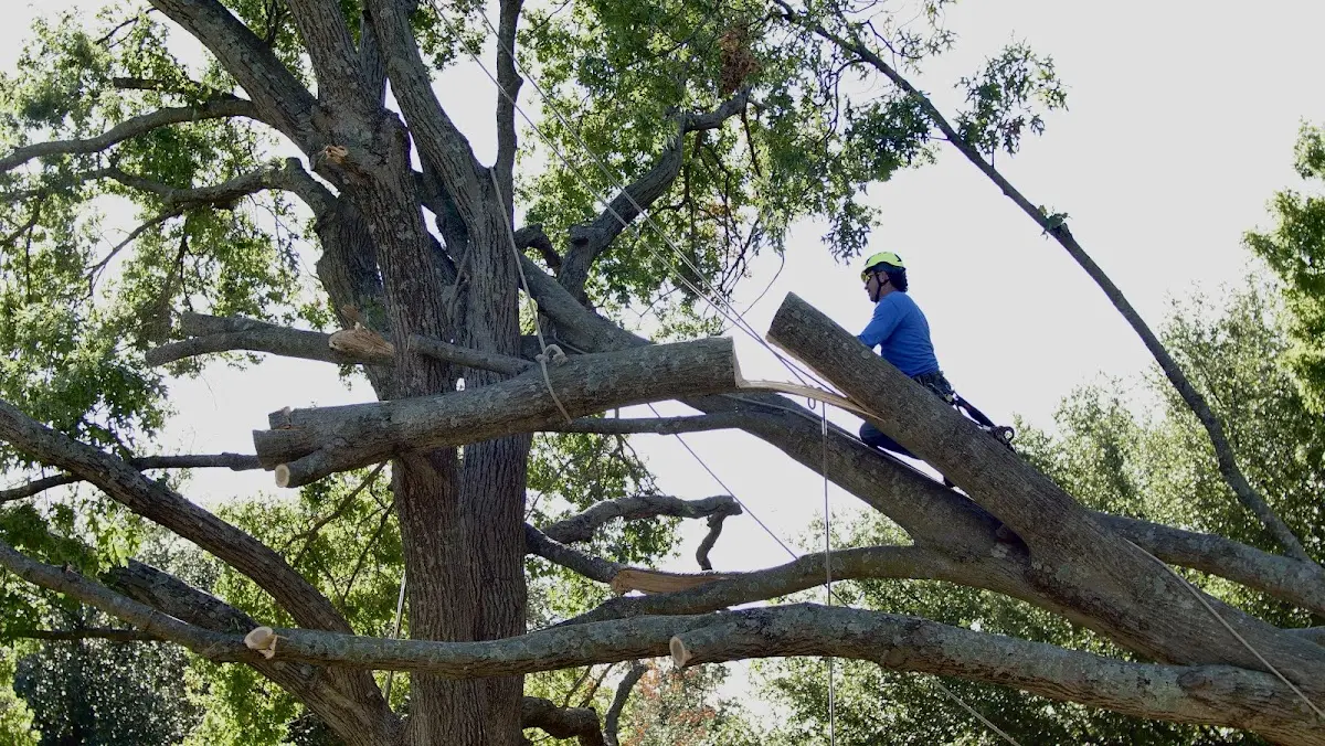 Professional Crown Thinning performed by certified arborists in Downing