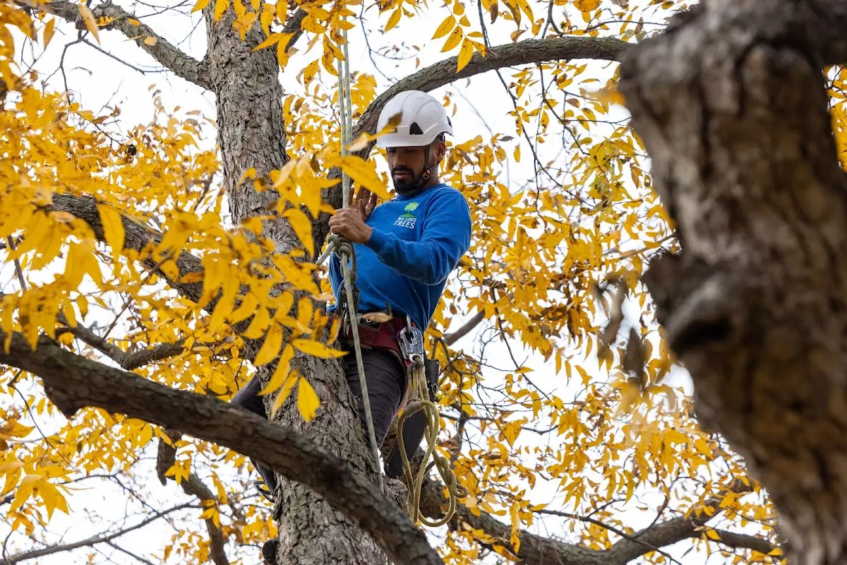 Skilled Tree Planing crew working in Downing