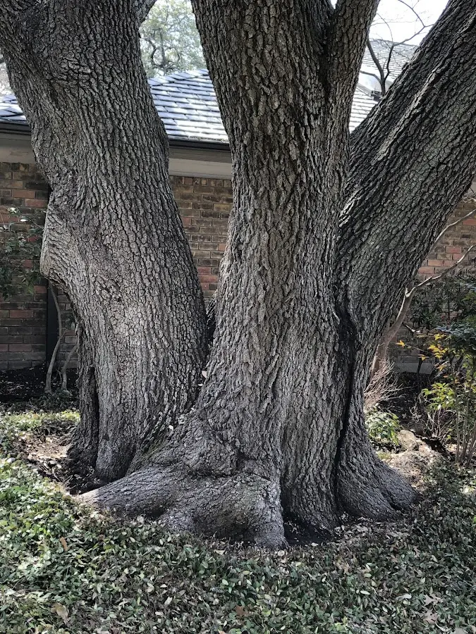 Mature heritage tree close to a Downing property cared for by certified arborists